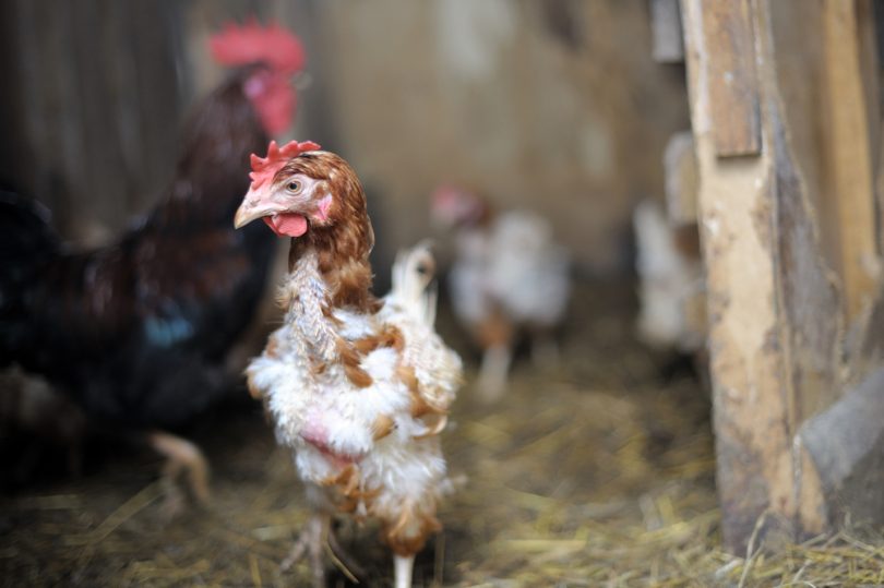Make sure they have good protection from the wind and early cool snaps. Moulting Photo: Shutterstock.