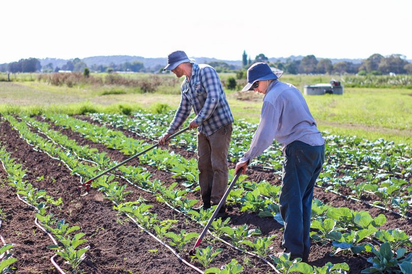 Tim and Tobie of Queen-Street Growers, Moruya. Photo: Kate Raymond.