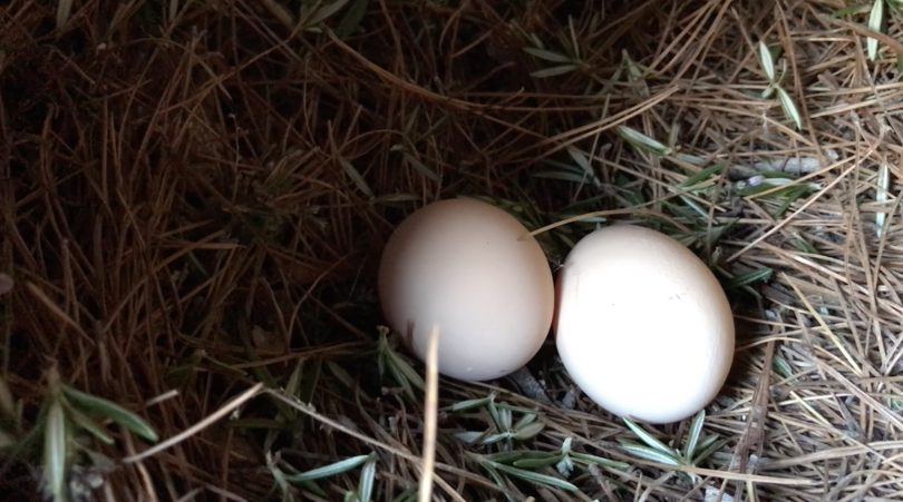 Pine needle nest. Photo: Geoffrey Grigg.