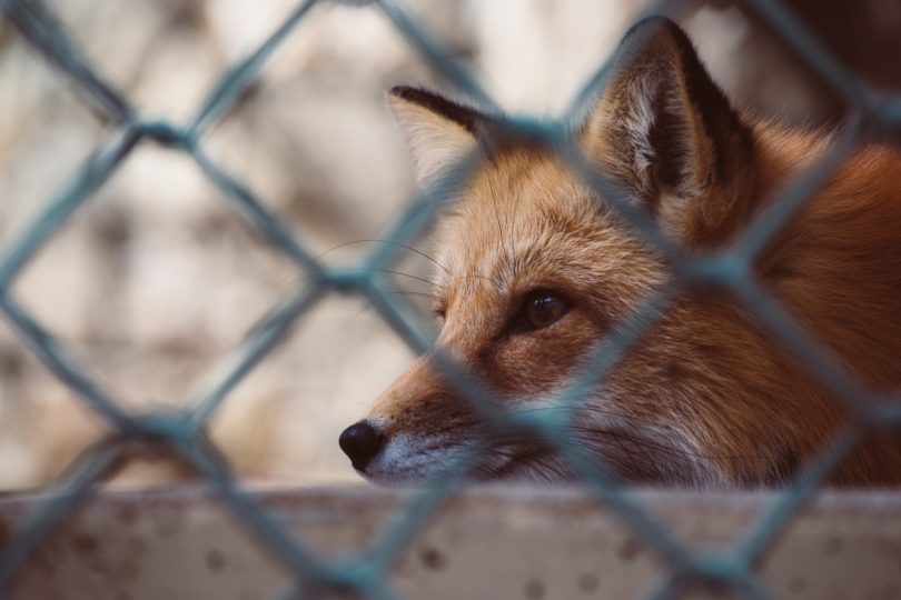 Foxes are most often single predators but can travel in pairs. Photo: Brett Sayles.