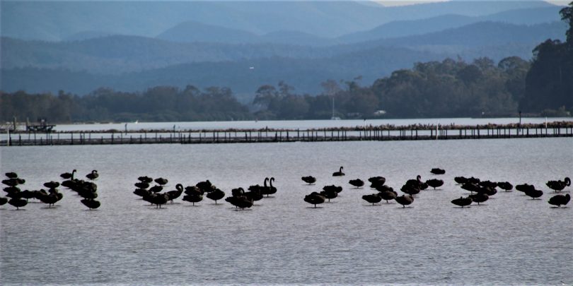 Moruya River