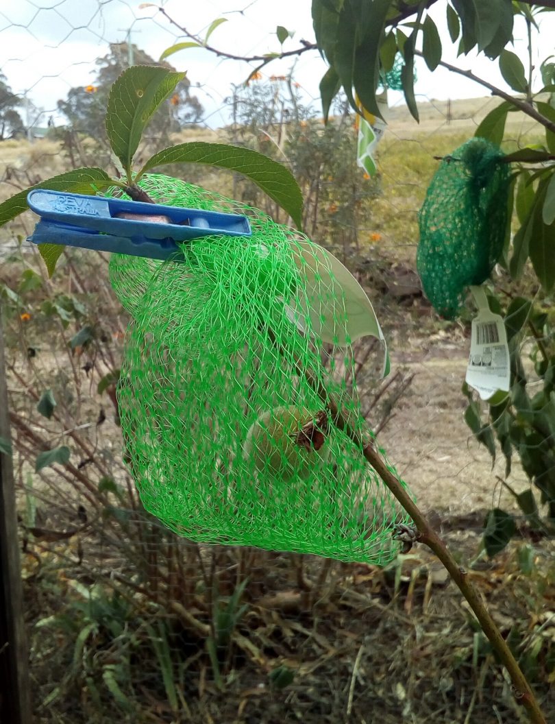 A peach protected from birds by a recycled avocado bag