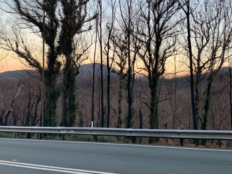 Burnt trees on Clyde Mountain