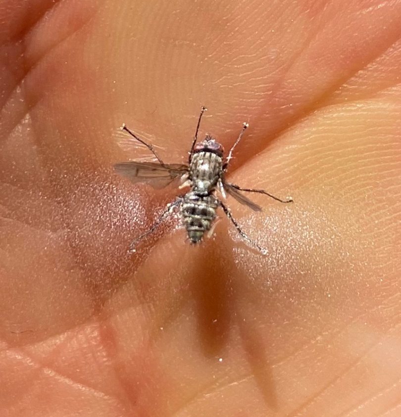 Fungus-infected dead fly.