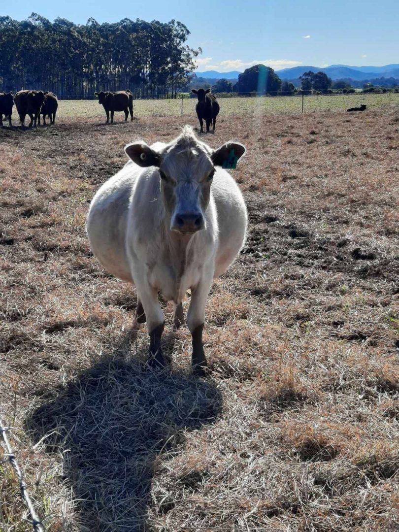Sylvie, Tracia's pet cow.