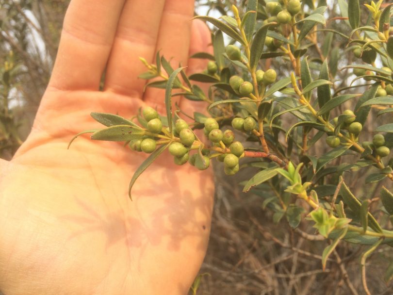 Mongarlowe Mallee