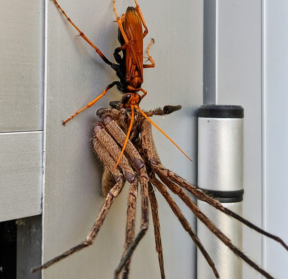 Orange wasp eating huntsman spider