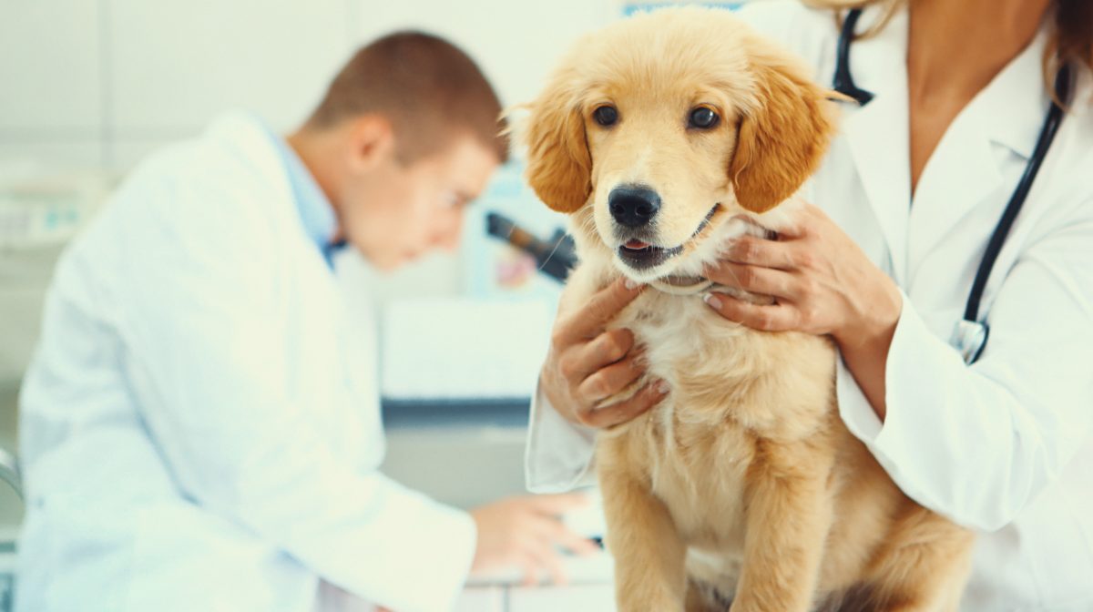 puppy after medical exam
