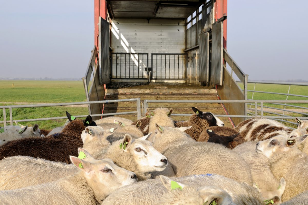Sheep