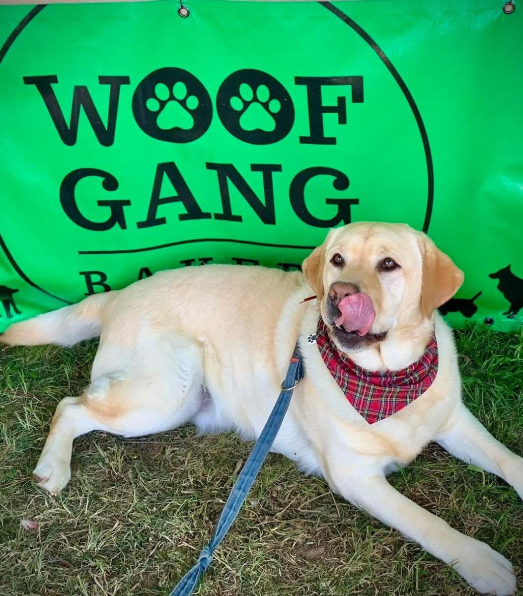 Dog in front of Woof Gang Bakery sign