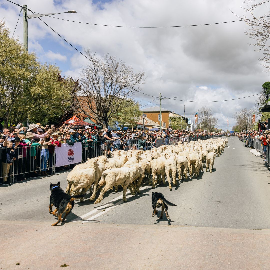 The Running of the Sheep has to be one of the most popular events at Boorowa's annual Irish Woolfest. 