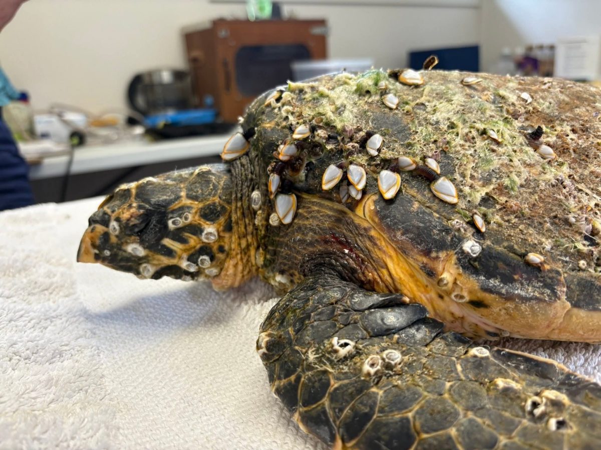 An injured turtle covered in barnacles