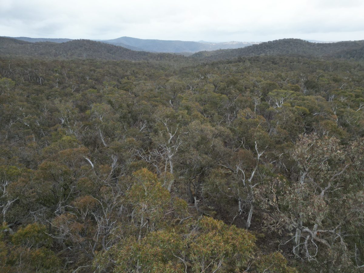 An aerial photo of the landscape within the Merriangaah Nature Reserve