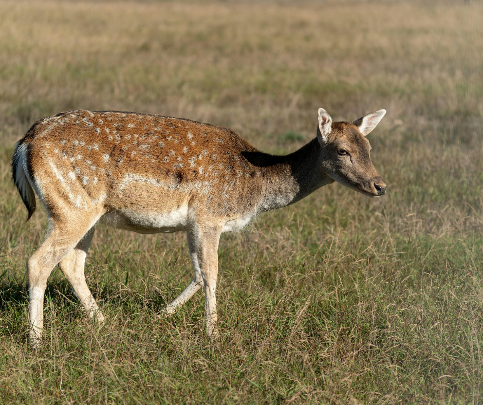 Feral fallow deer are in abundance in southern NSW.