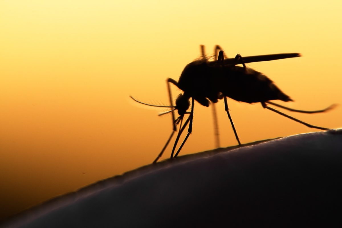 Mosquito sitting on human skin at sunset