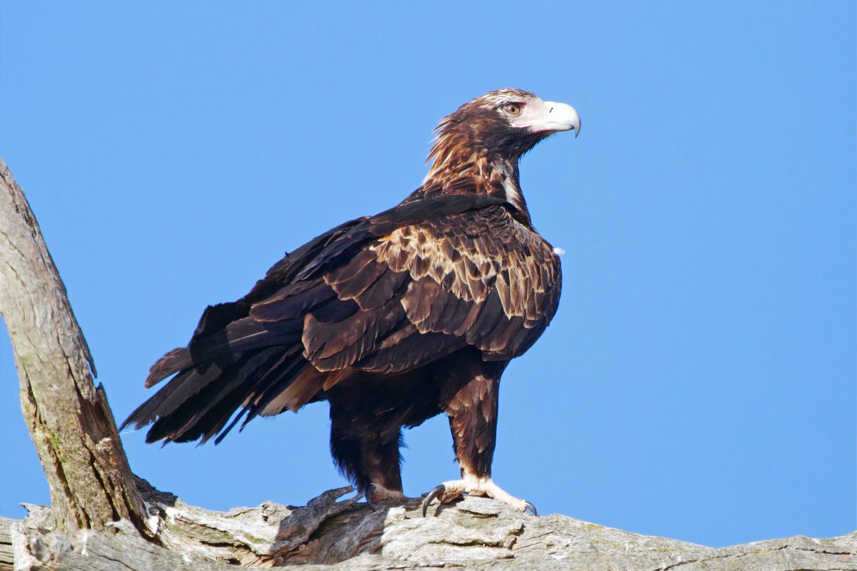 wedge-tailed eagle