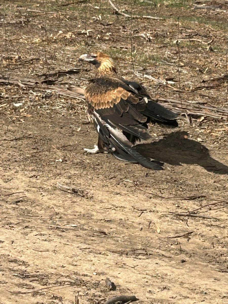 injured eagle