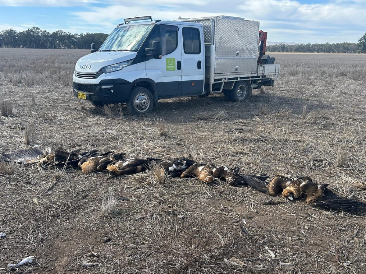 six dead eagles