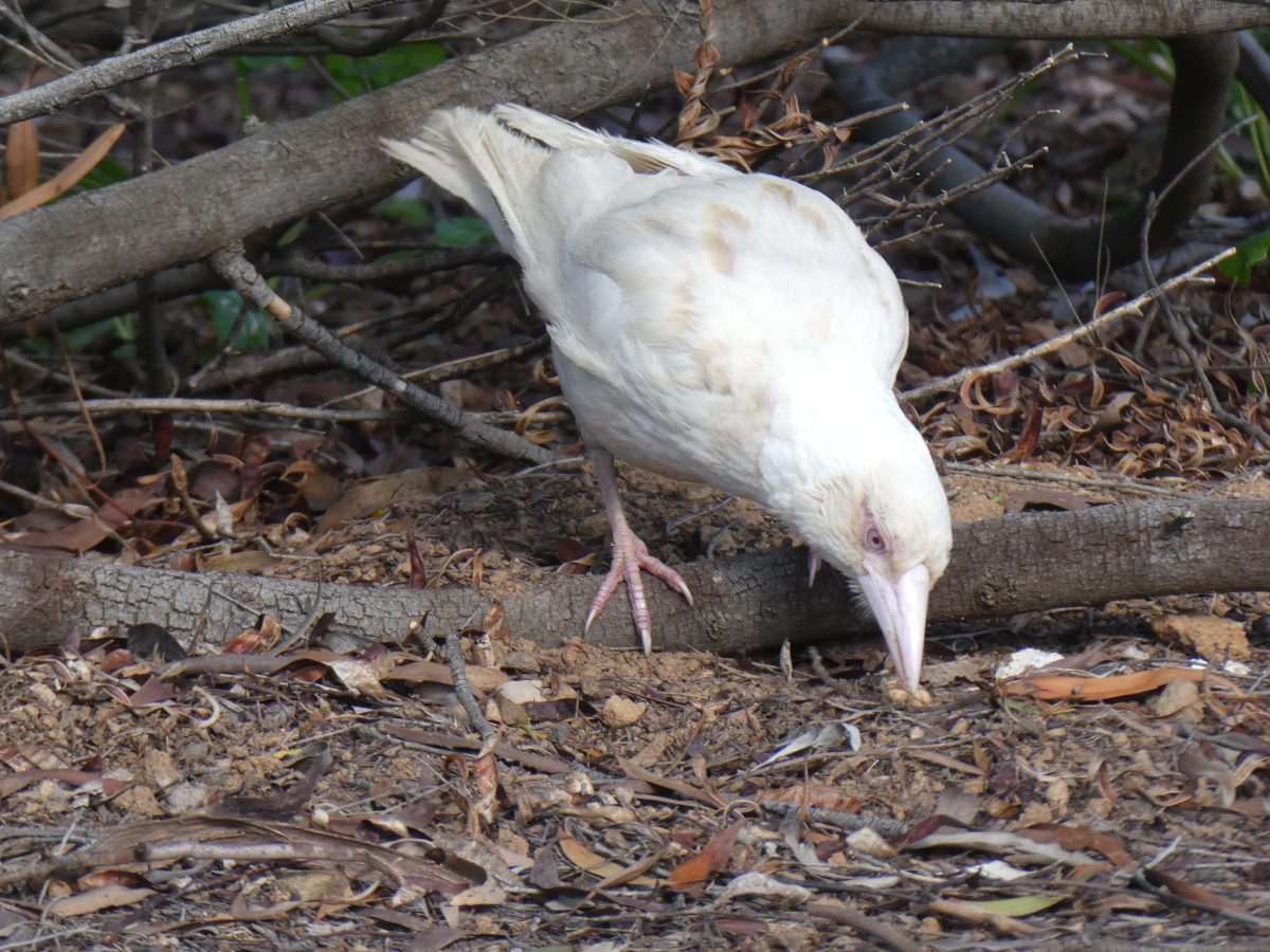 Sarah Robinson's camera has pretty decent zoom.